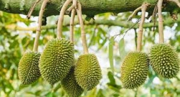 VTNN Đắk Nông – Giải Pháp Vật Tư Nông Nghiệp Hiệu Quả Cho Nhà Vườn