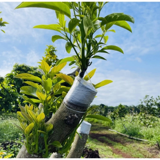 Giấy ghép cây tự hủy 6 cm