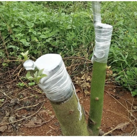 Giấy ghép cây tự hủy 8cm