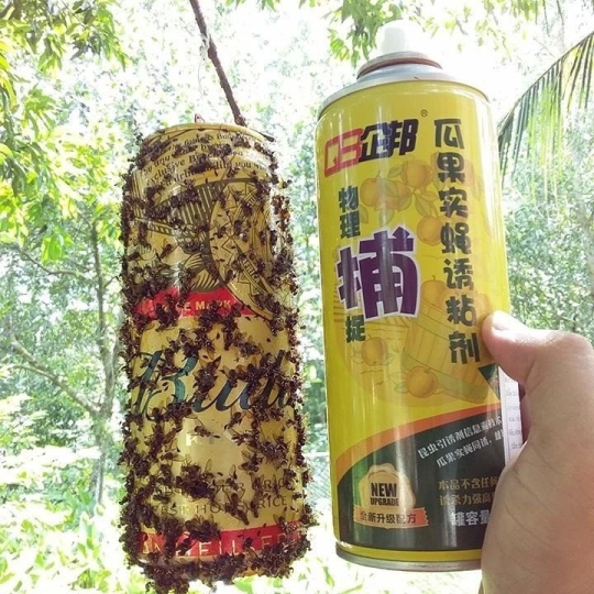 CHAI BẪY CÔN TRÙNG – BẪY RUỒI VÀNG