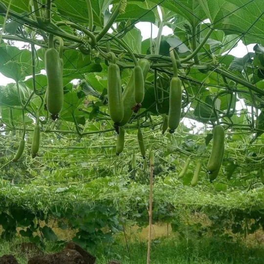 DÂY NHỰA ĐẶC PET KHÔNG LÕI 3.0MM