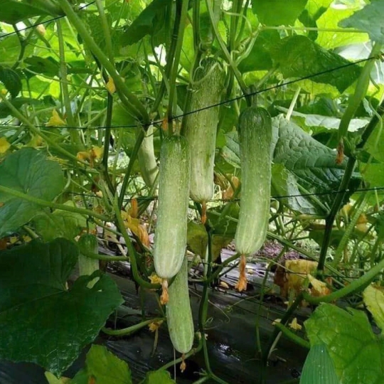 DÂY NHỰA ĐẶC PET KHÔNG LÕI 2.5MM